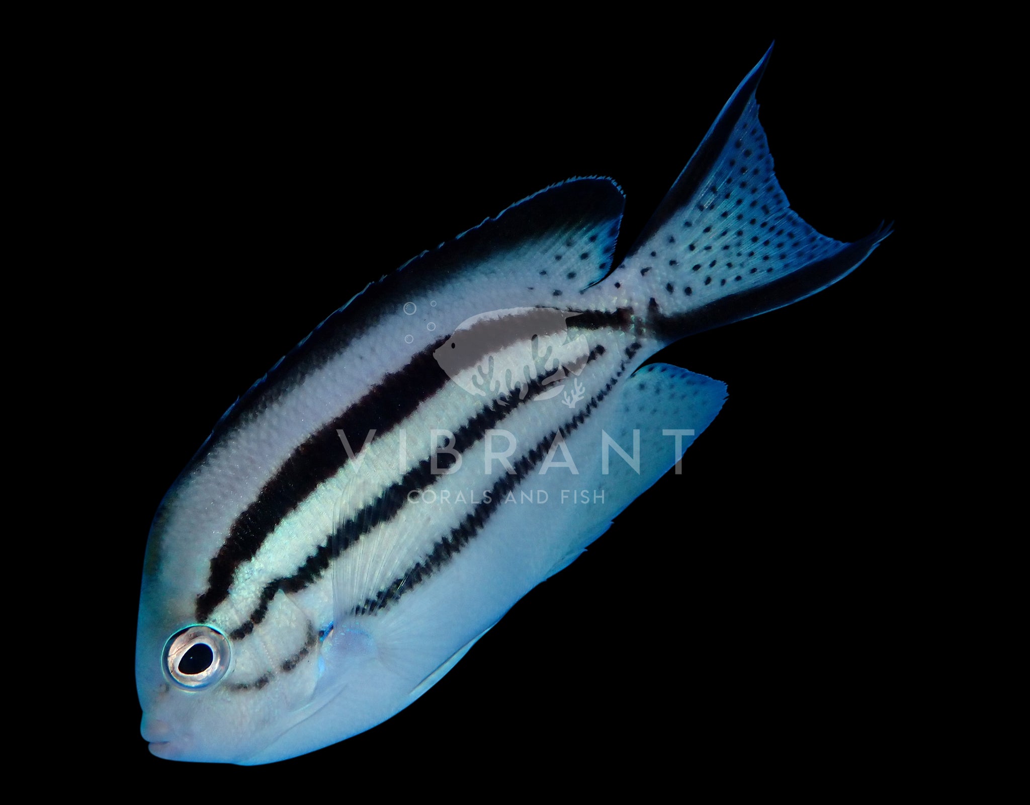 Lamarck's Angelfish (Genicanthus lamarck) *Reef Safe*