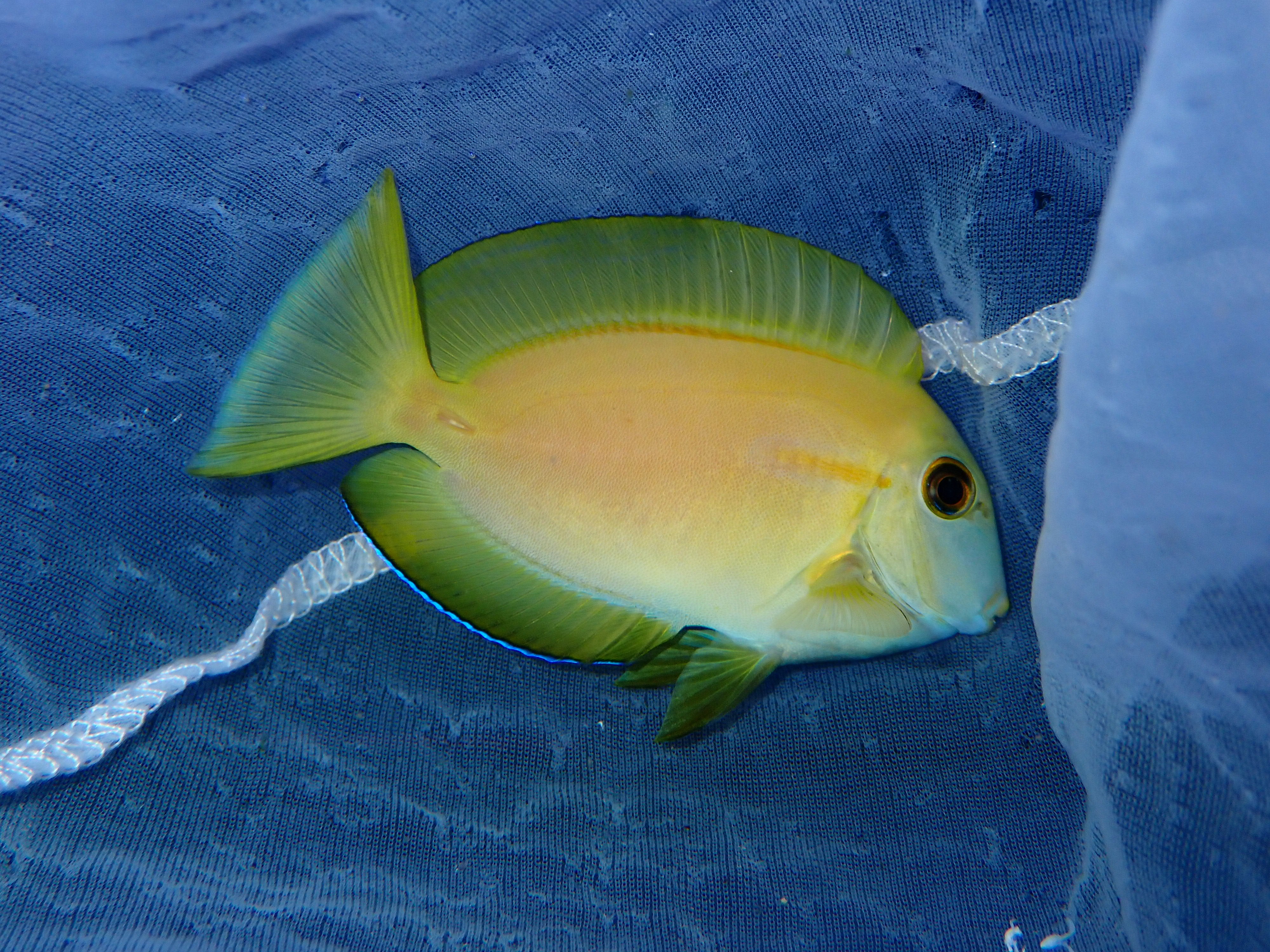 Orange Shoulder Tang (Acanthurus olivaceus)