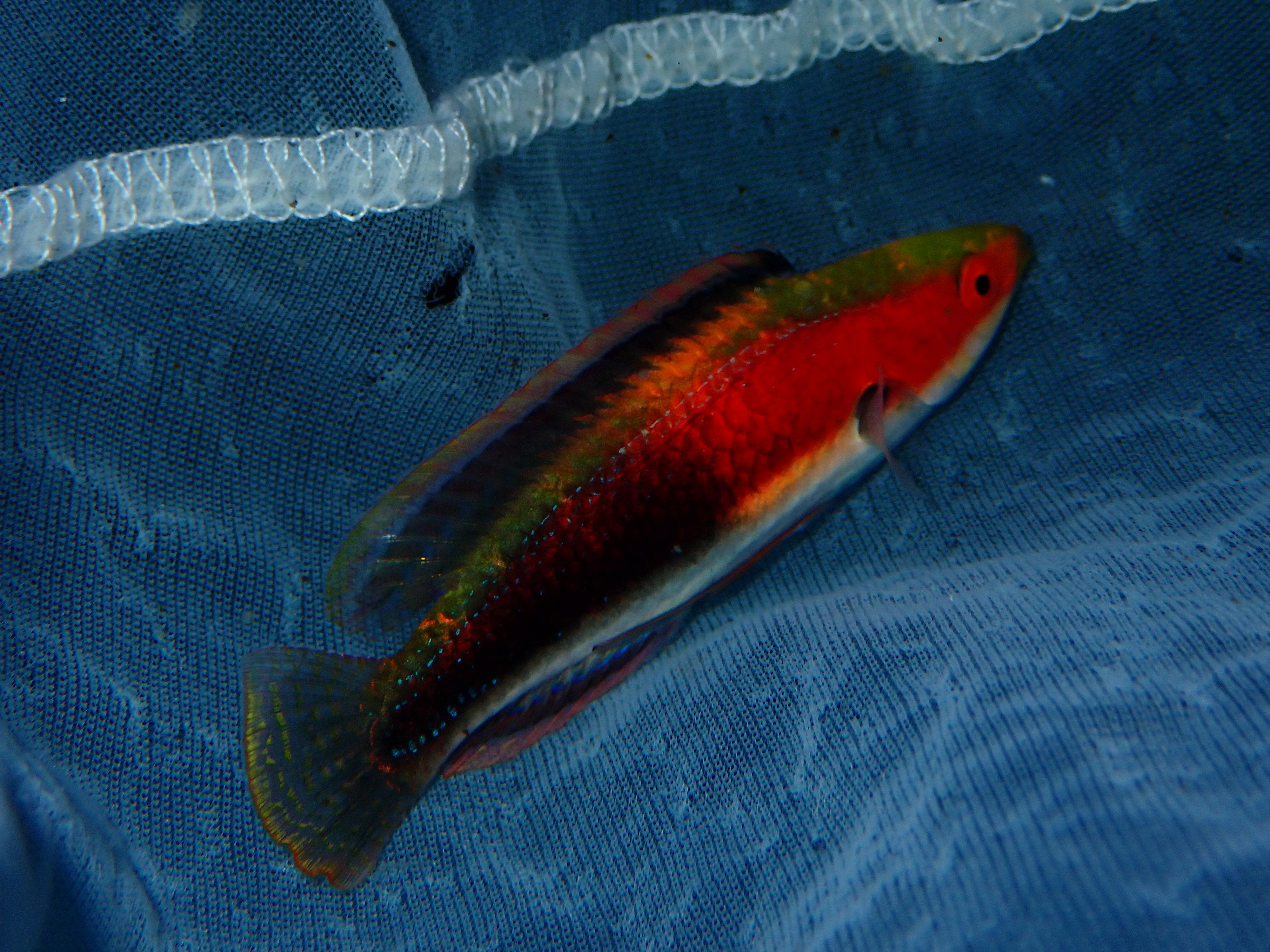 Katherine's Fairy Wrasse (Cirrhilabrus katherinae)