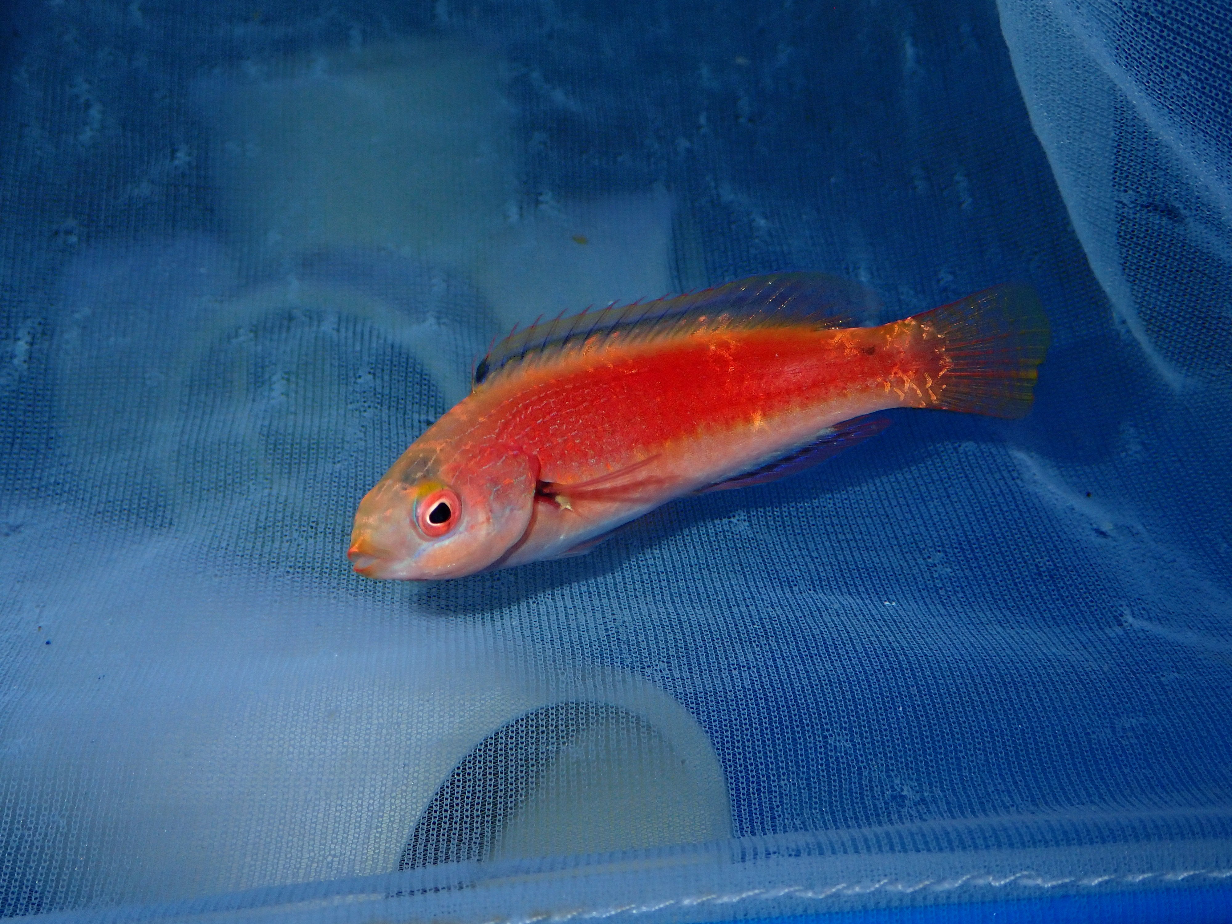 Katherine's Fairy Wrasse (Cirrhilabrus katherinae)