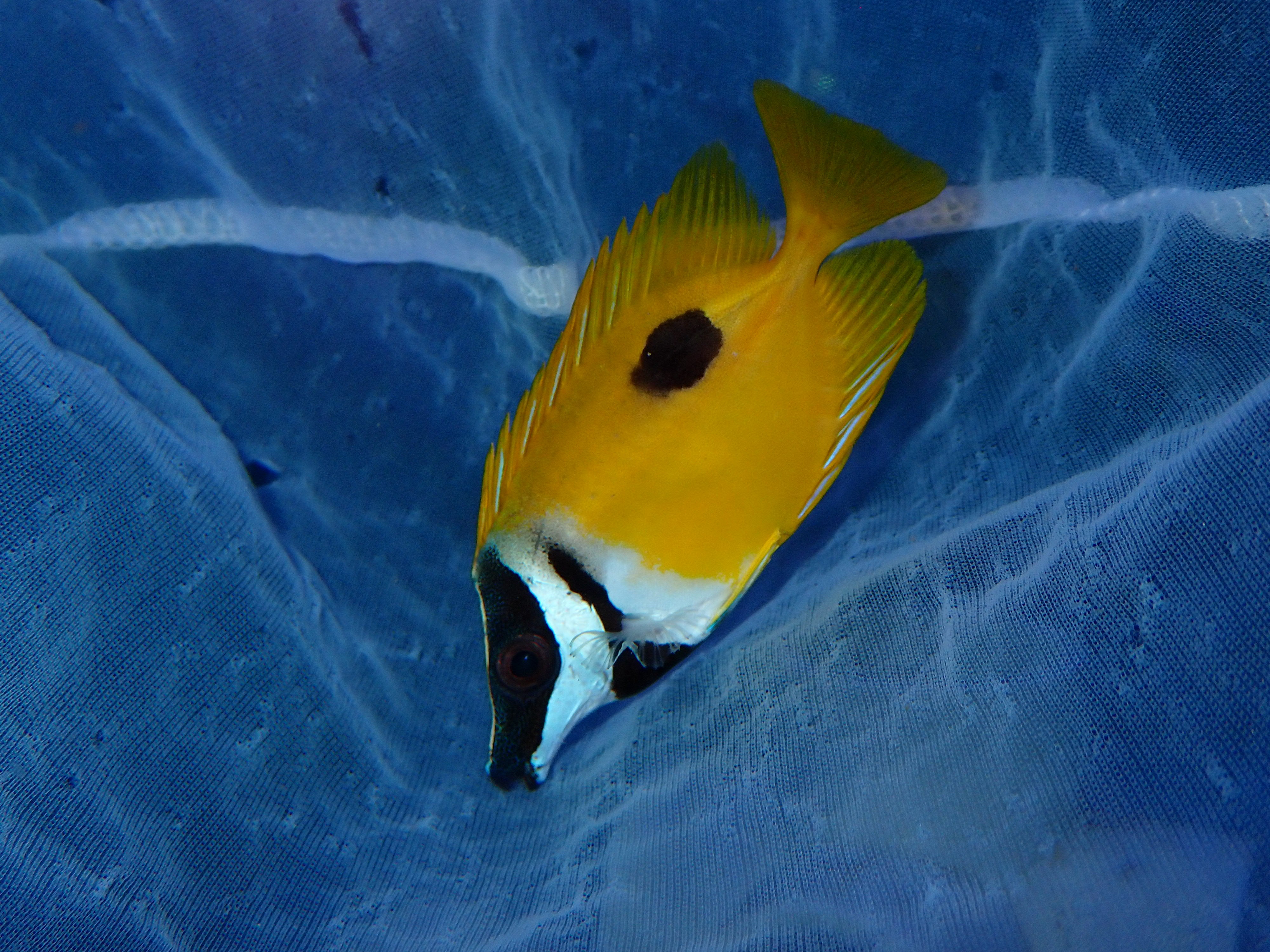 One Spot Foxface (Siganus unimaculatus)