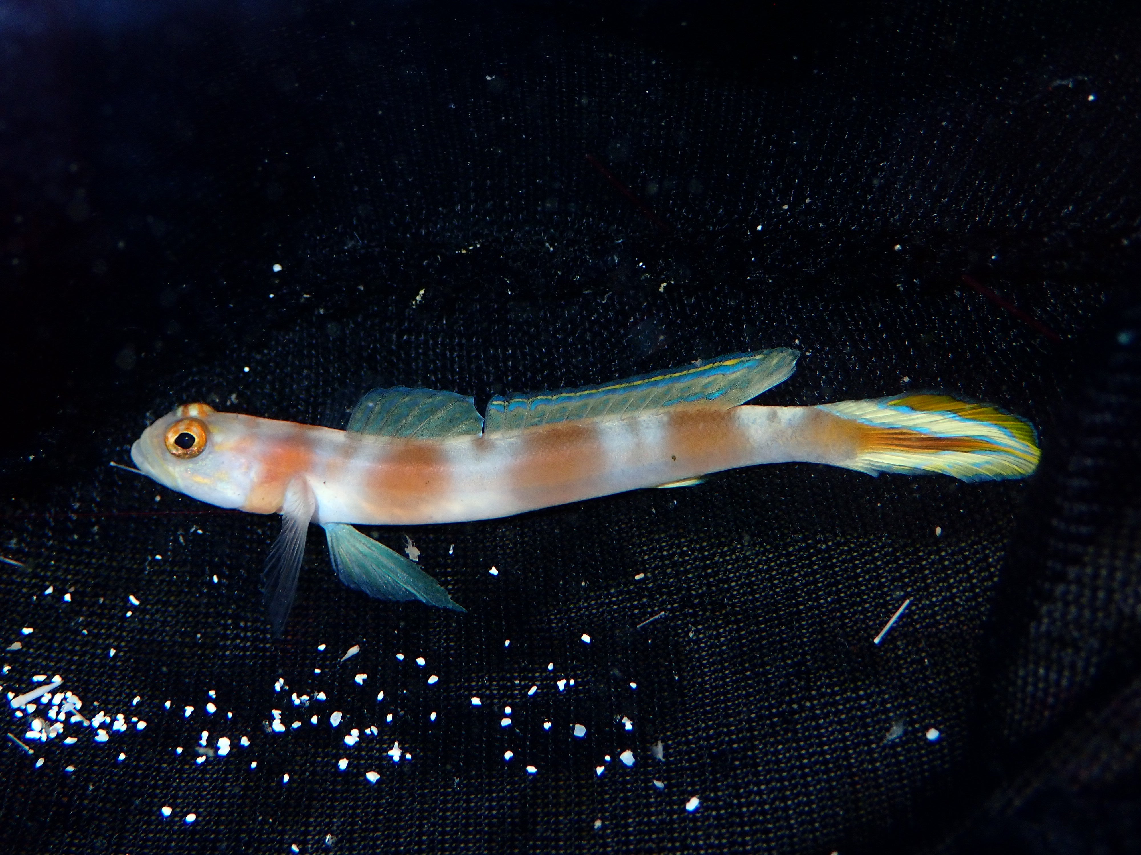 Flagtail Shrimp Goby (Amblyeleotris yanoi)