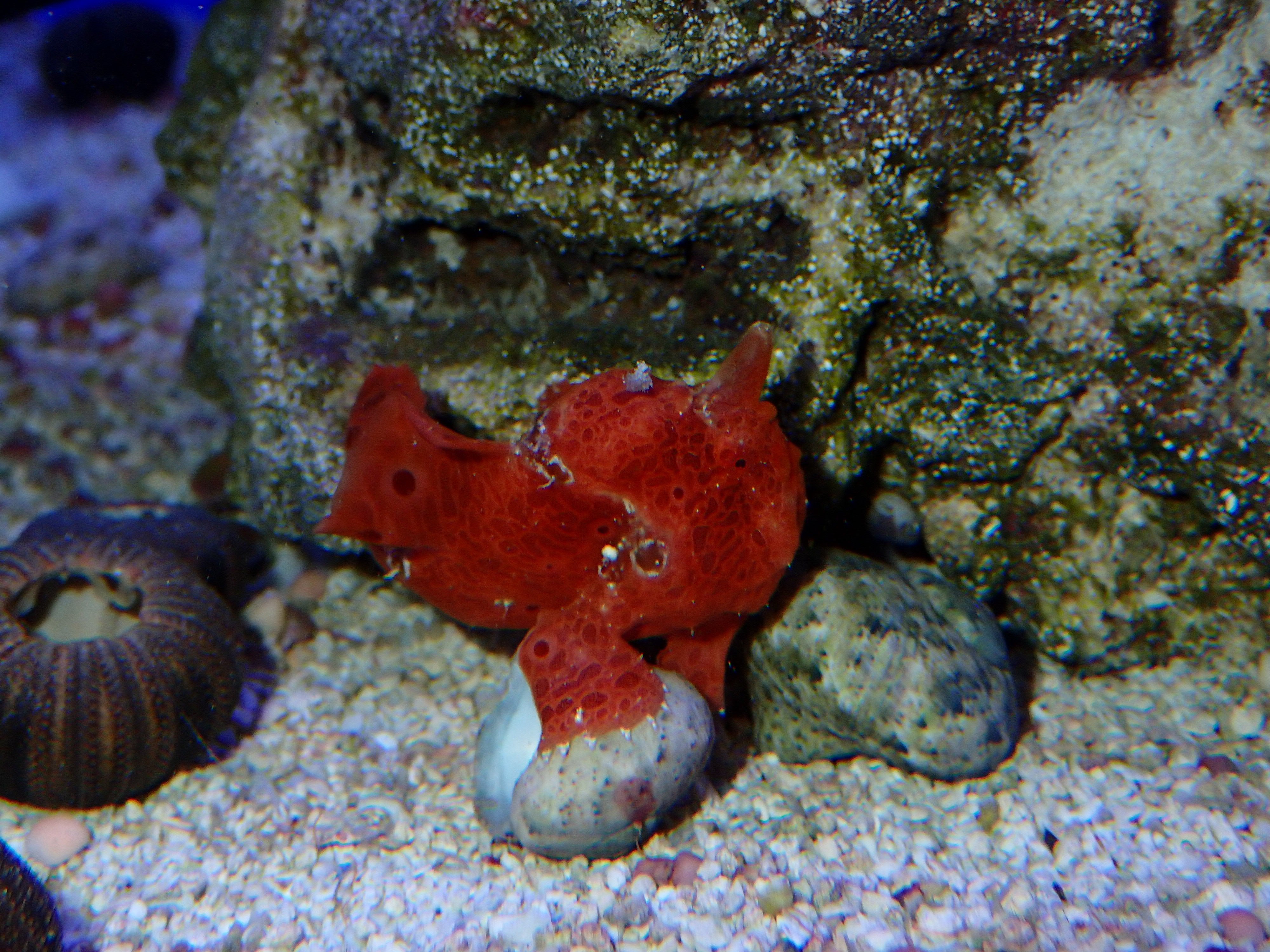 Painted Frogfish, Orange (Antennarius pictus)
