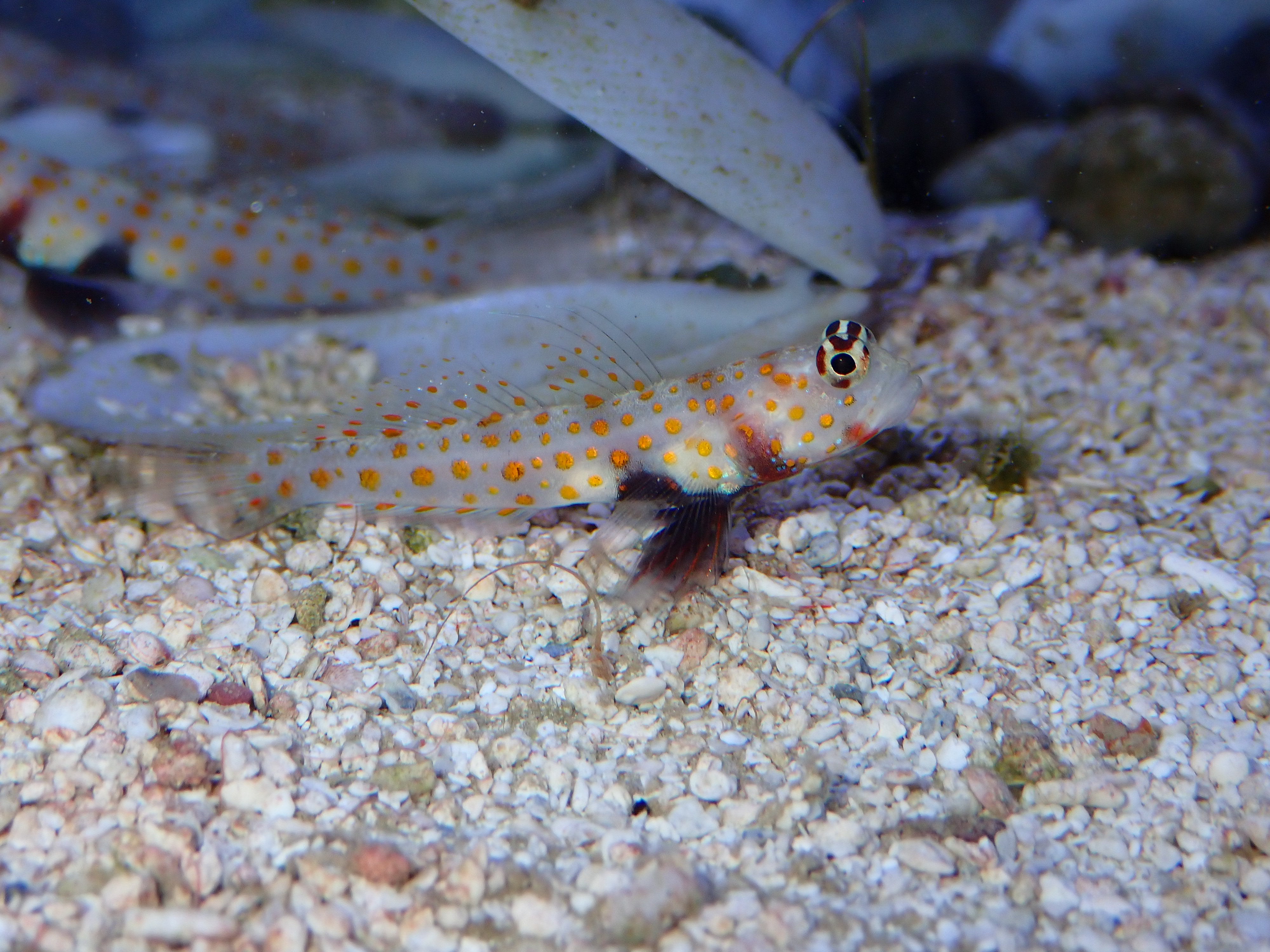 Orange Spotted Prawn Goby (Amblyeleotris guttata)