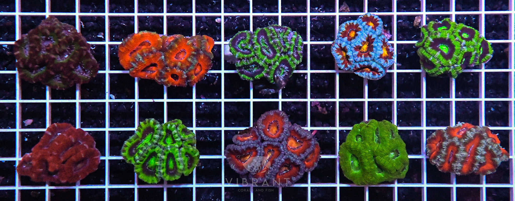 Acan Lord Tiny Pack 10pc AUS SAMPLE