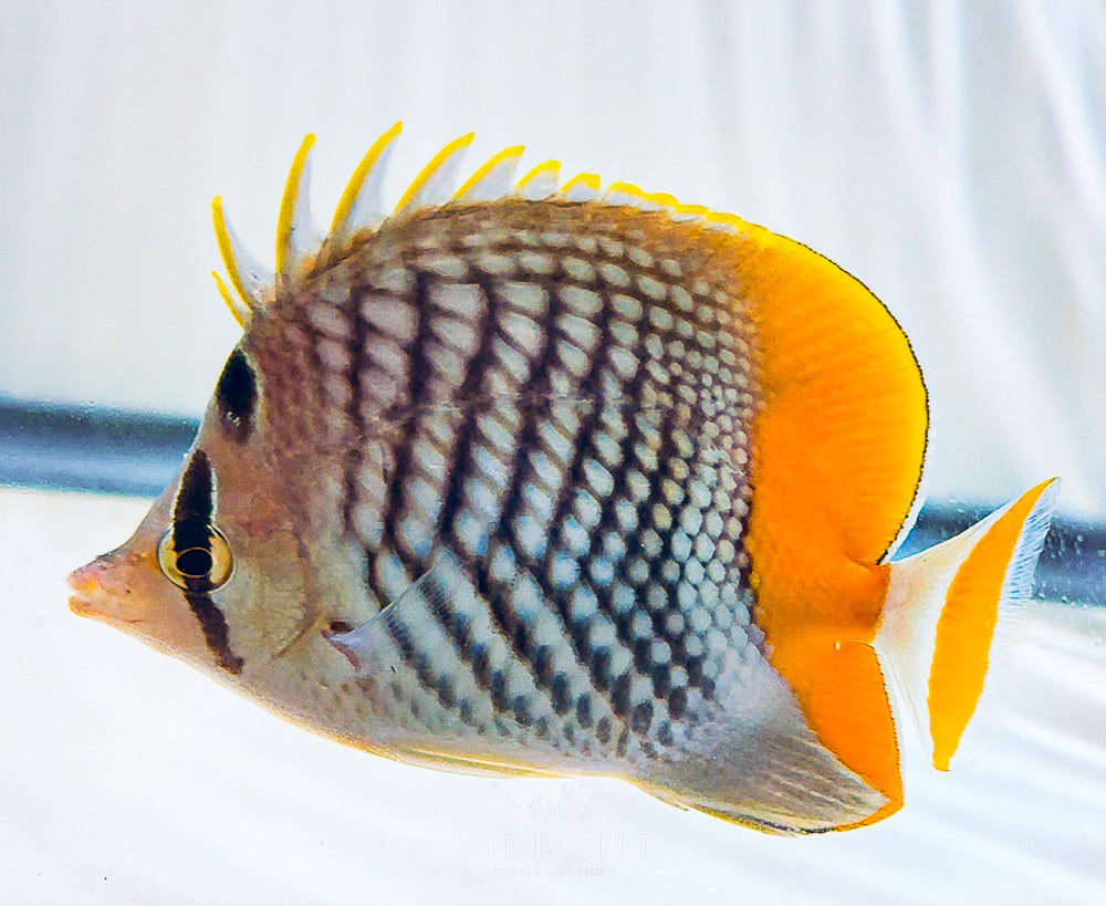 Pearlscale Butterfly Fish 4” SAMPLE