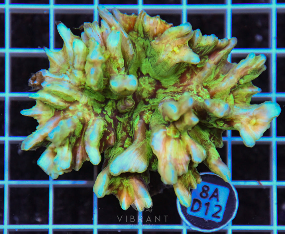 Pectinia Ultra SOL