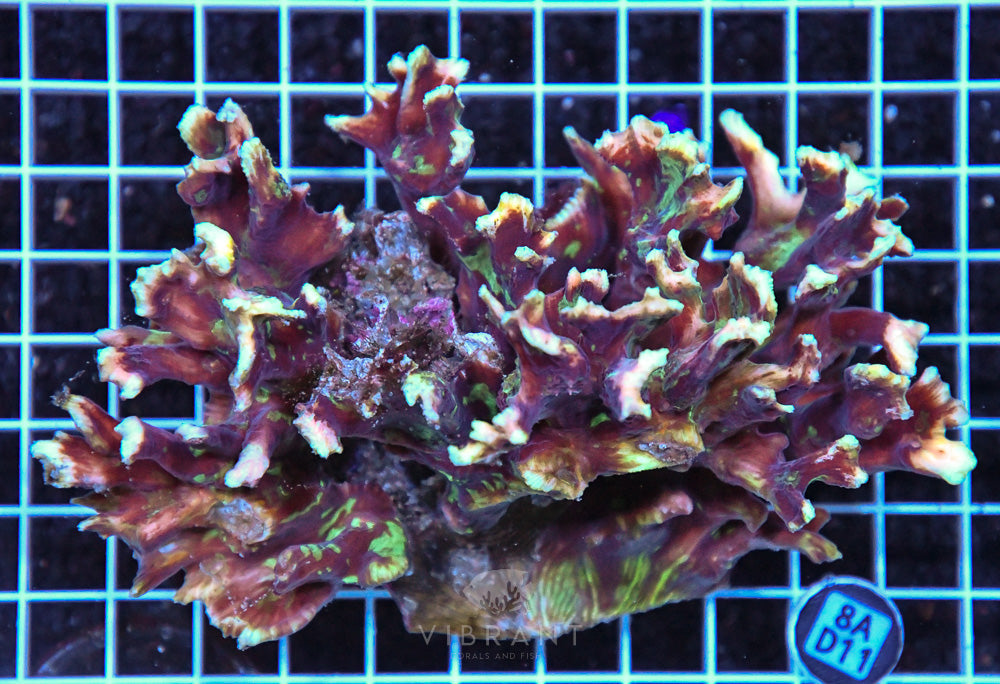Pectinia Ultra SOL