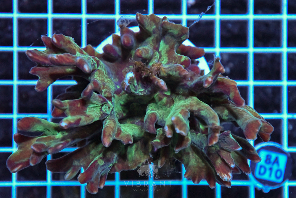 Pectinia Ultra SOL
