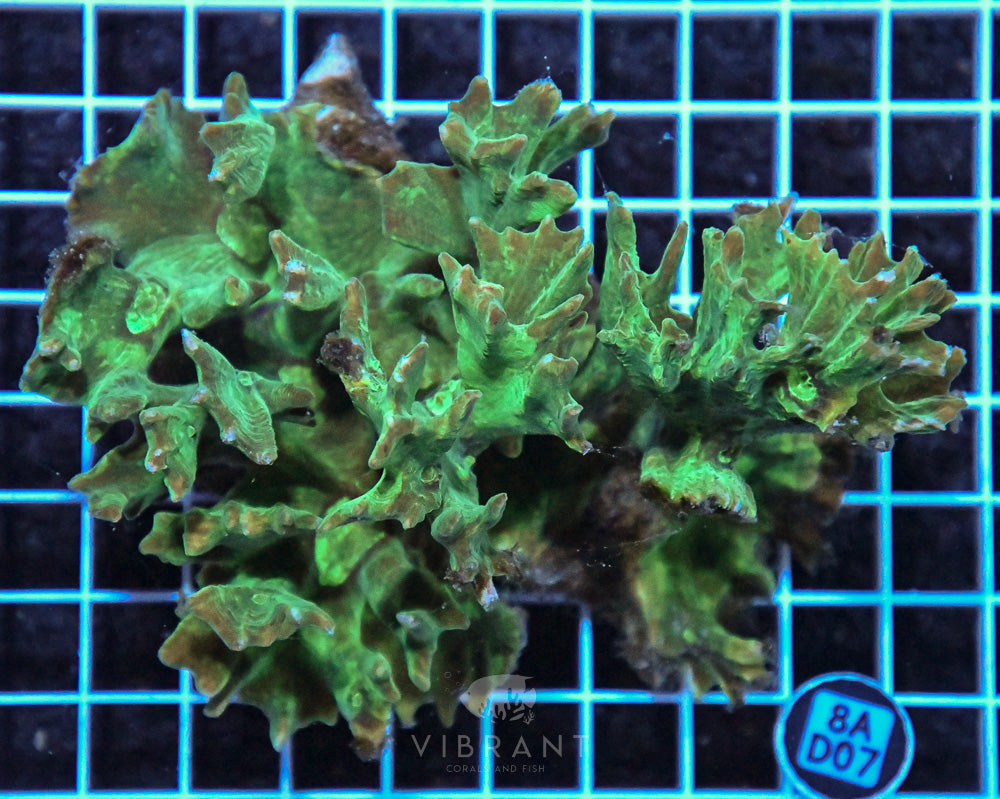 Pectinia Ultra SOL