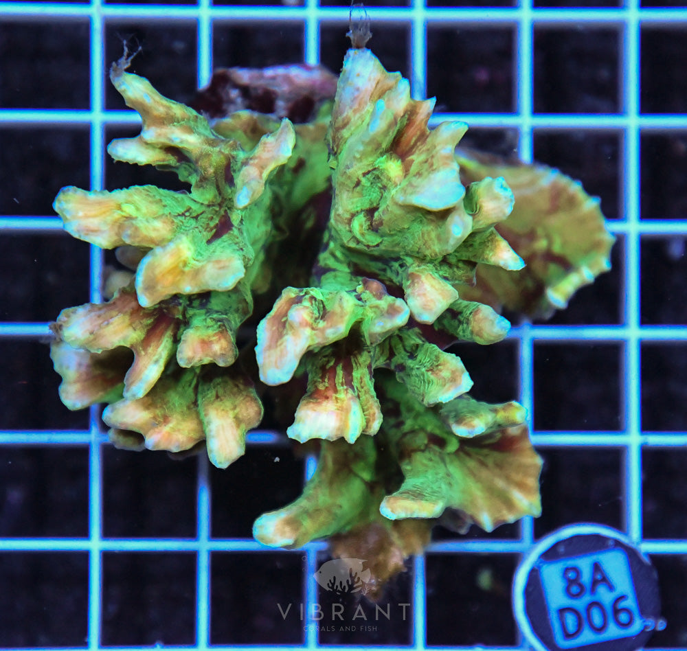 Pectinia Ultra SOL