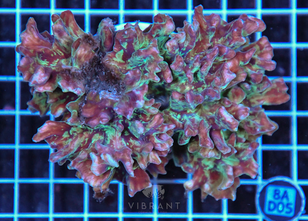 Pectinia Ultra SOL