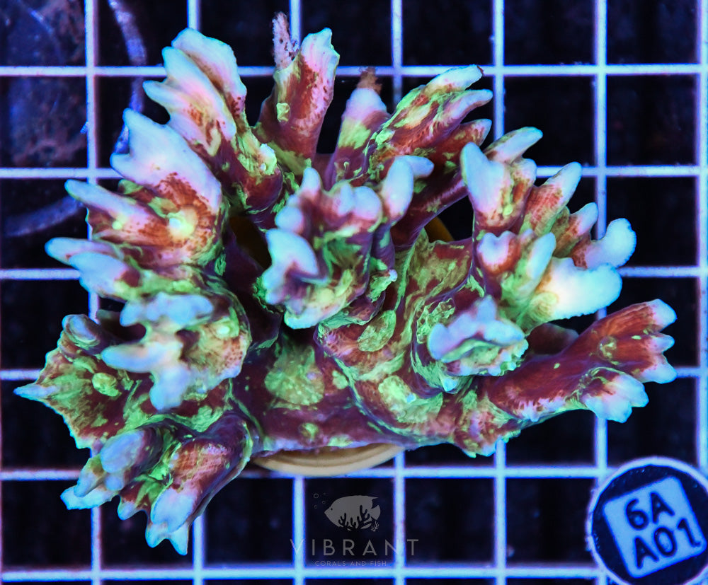 Pectinia Ultra SOL