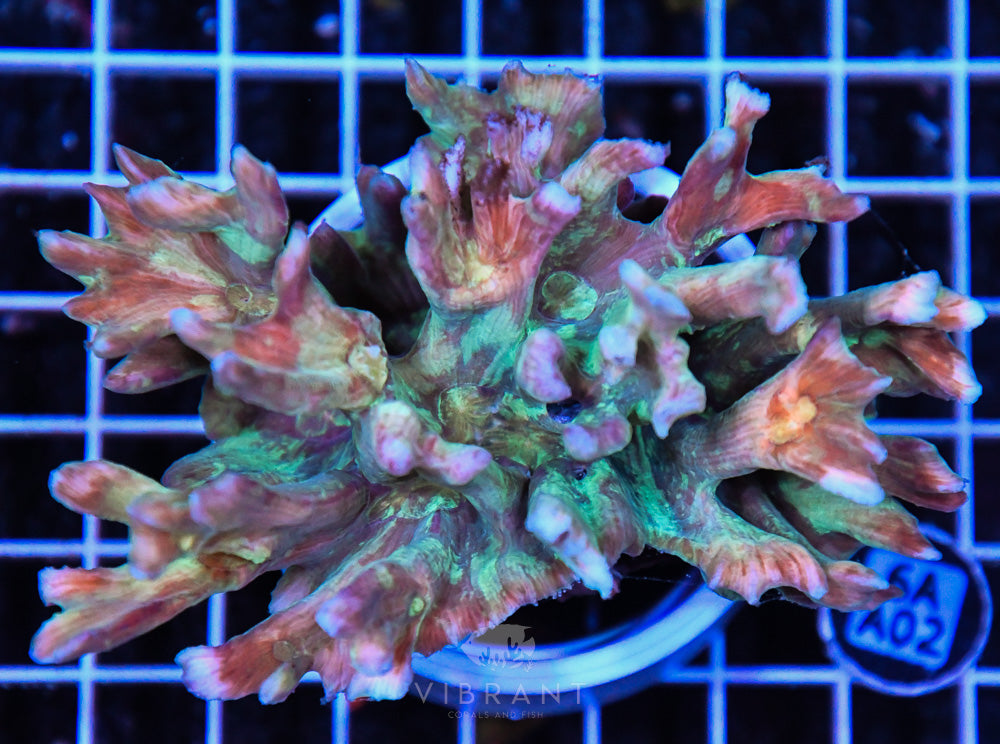 Pectinia Ultra SOL