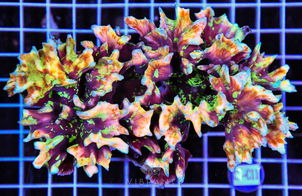 Pectinia Ultra SOL