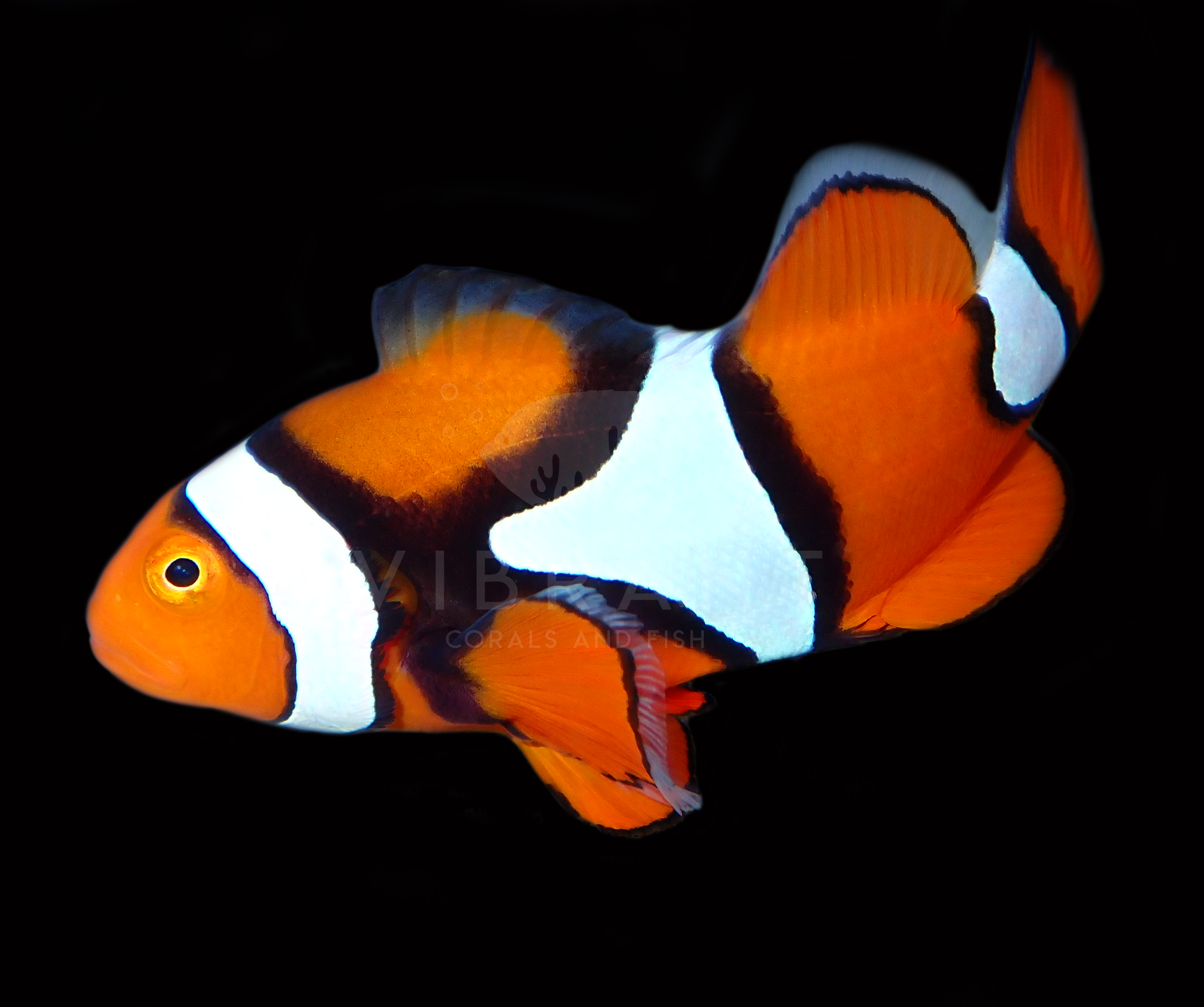 Super Percula Clownfish (Amphiprion percula)