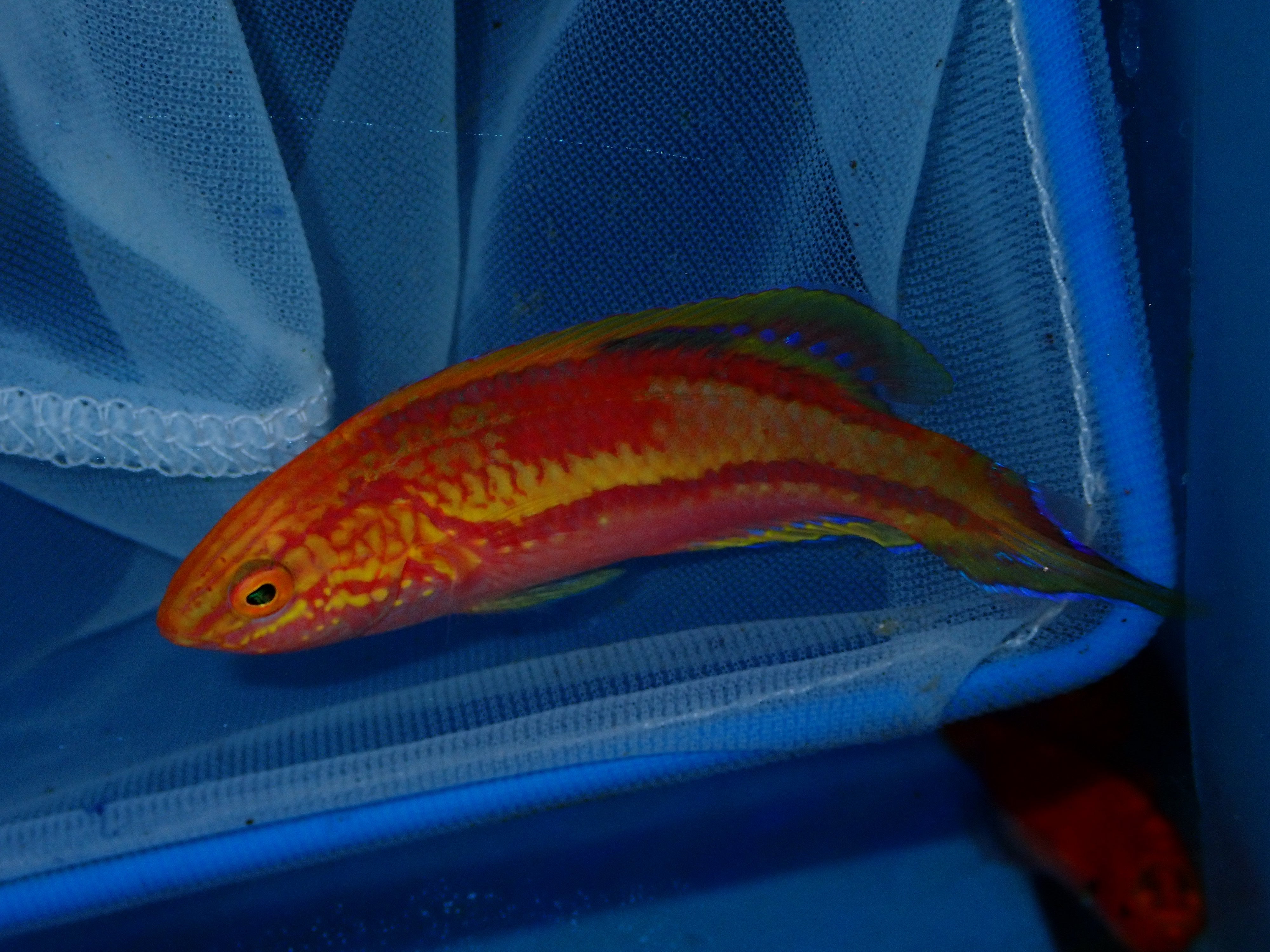 Pin Tail Fairy Wrasse Adult (Cirrhilabrus isosceles)