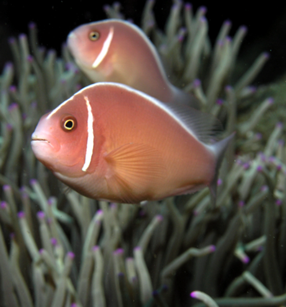 Pink Skunk Clownfish (Amphiprion perideraion)