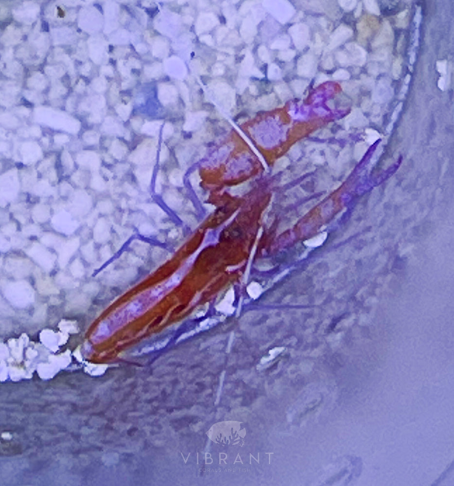 Pistol Shrimp SAMPLE