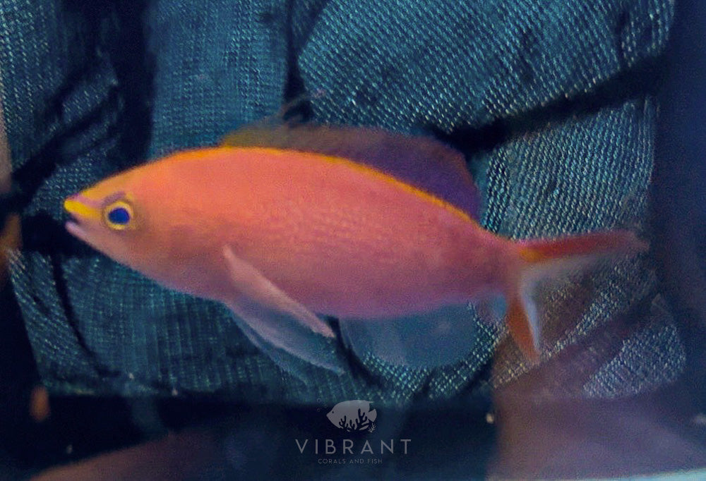 Princess Anthias (Pseudanthias smithvanizi)