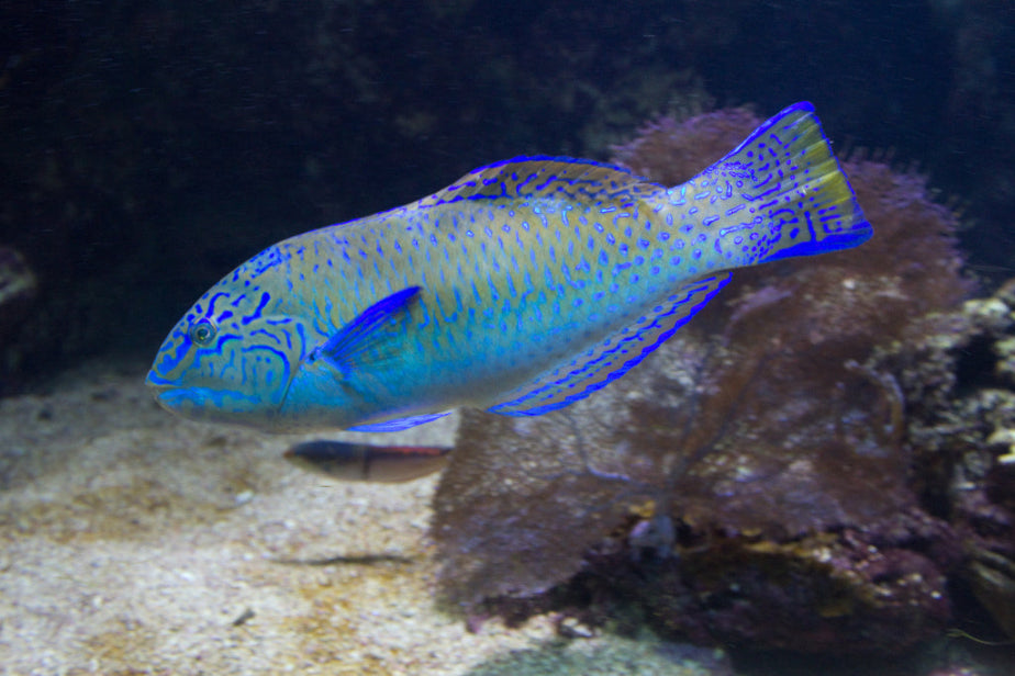Pudding Wife (Halichoeres radiathus)