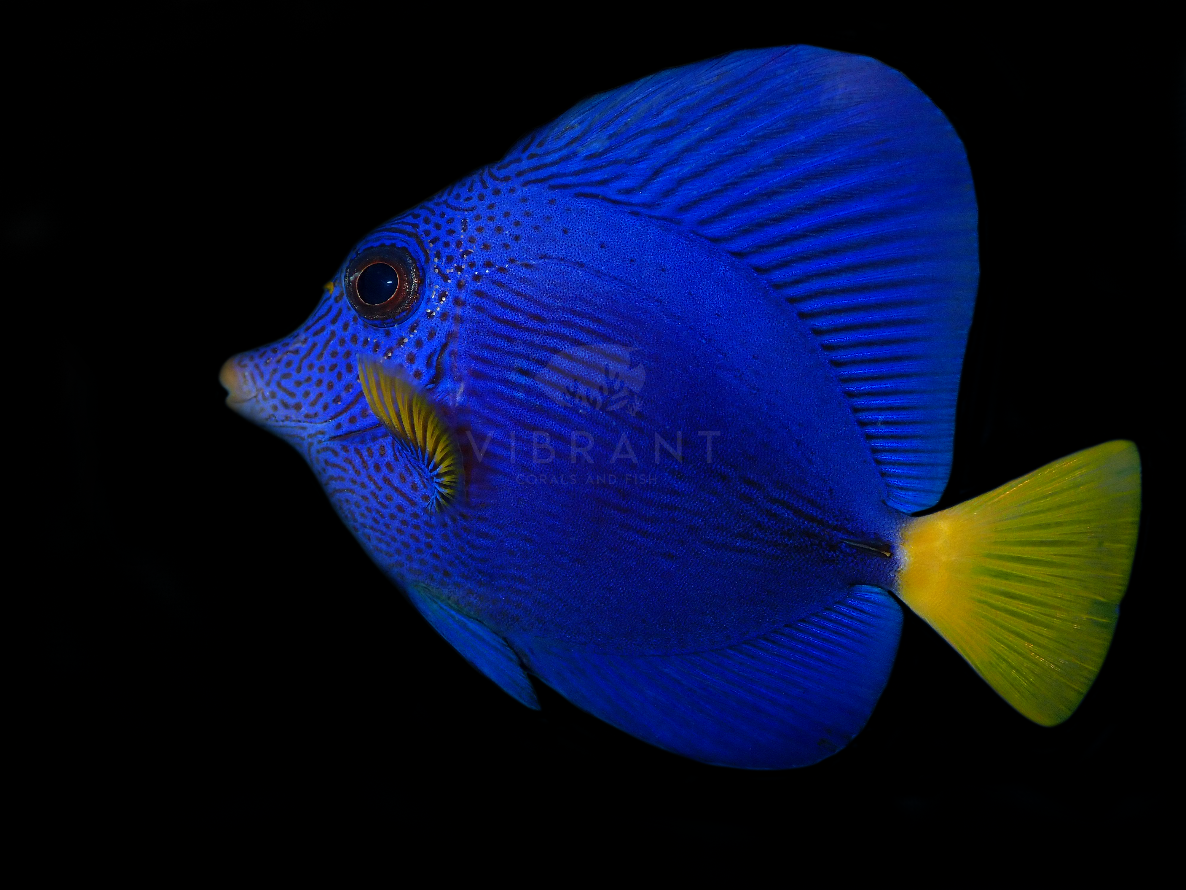Purple Tang (Zebrasoma xanthurum)