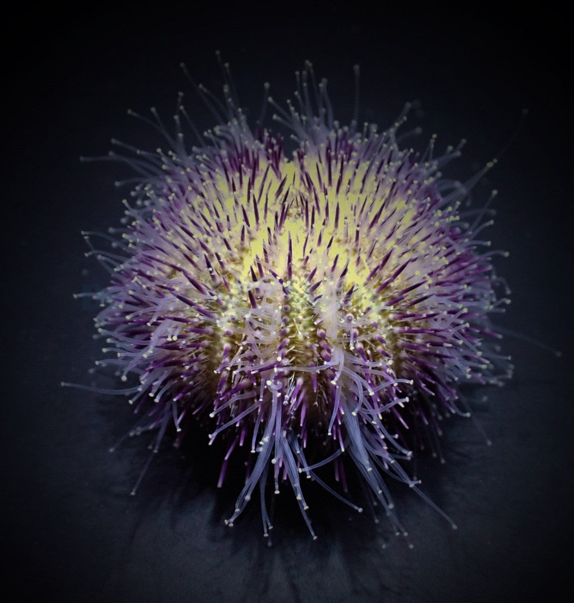 Purple Tuxedo Urchin (Pseudoboletia maculata)