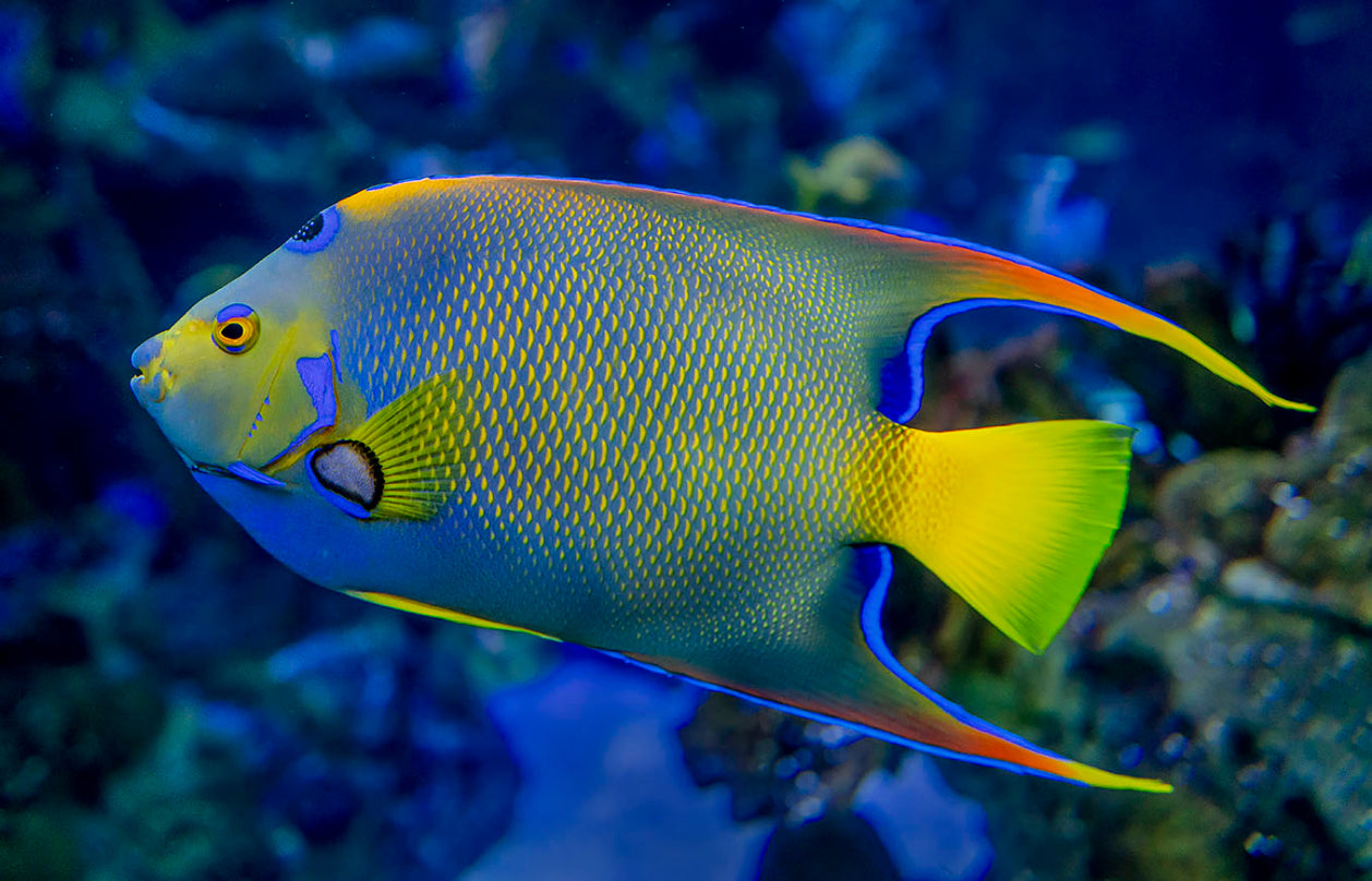 Queen Angelfish (Holacanthus ciliaris)