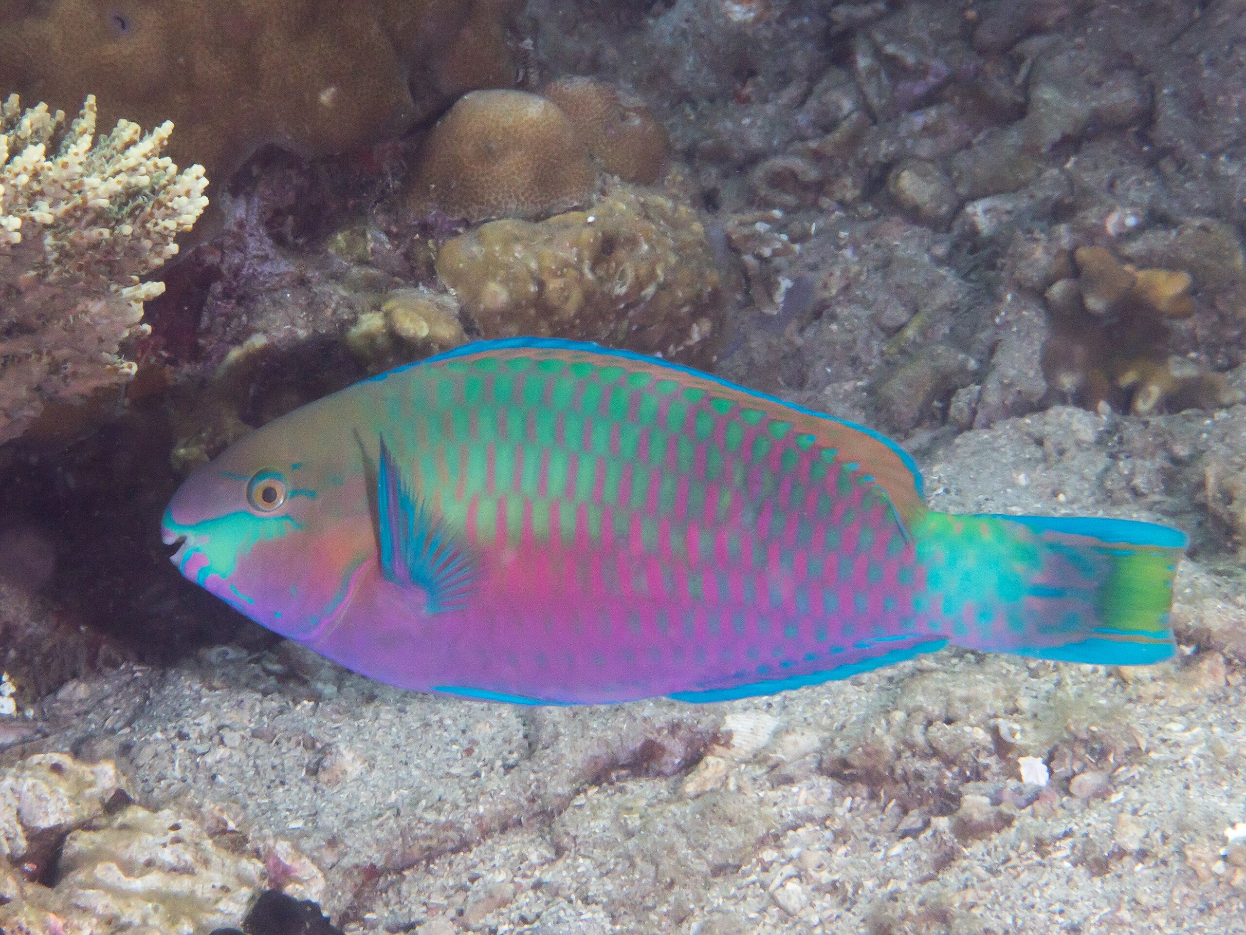 Quoyi Parrot Fish (Scarus quoyi)
