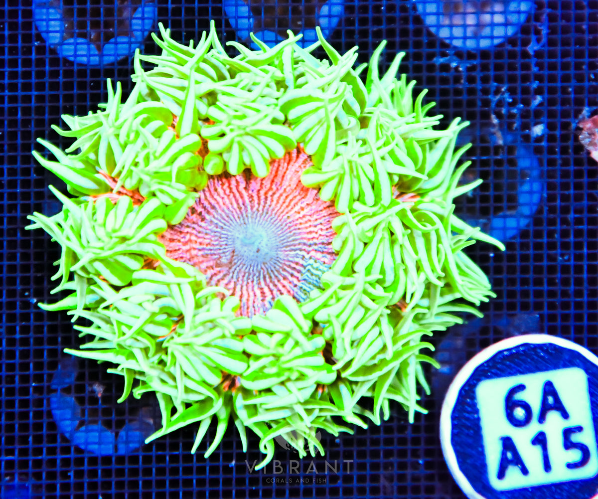 Rock Flower Anemone