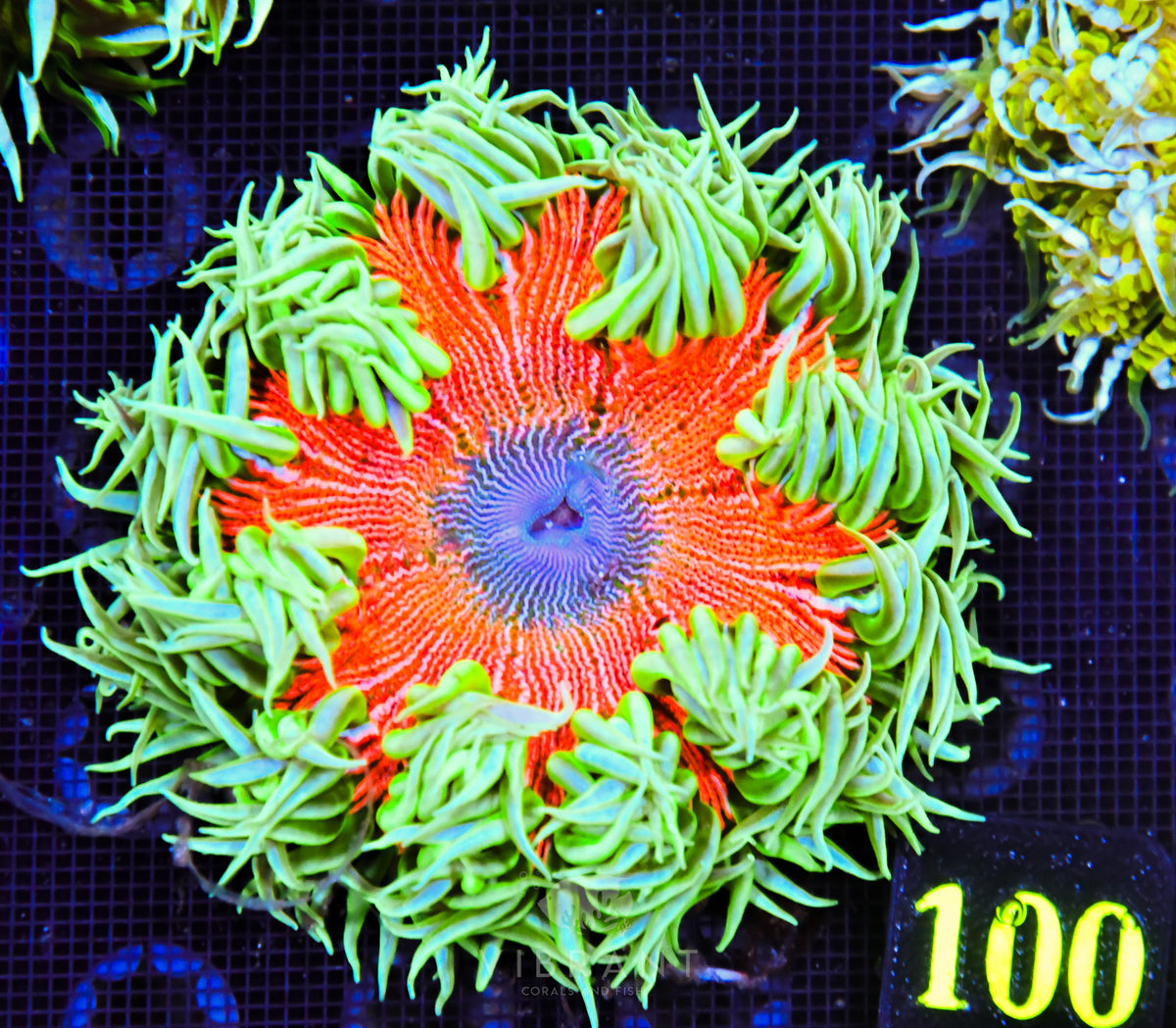 Rock Flower Anemone