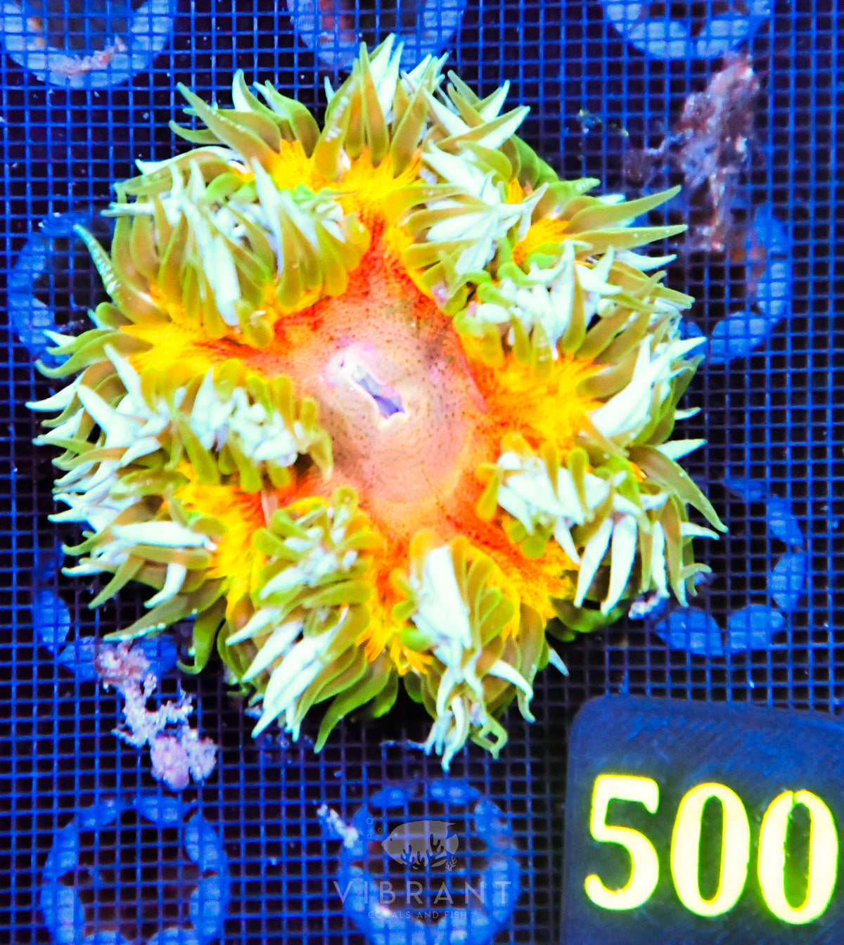 Rock Flower Anemone