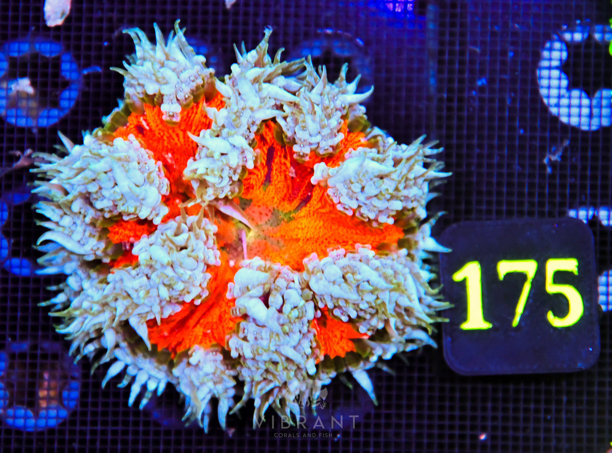 Rock Flower Anemone