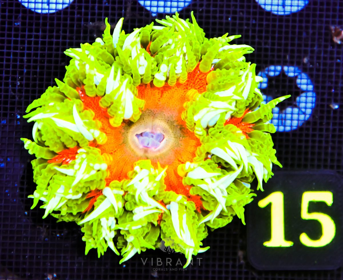 Rock Flower Anemone