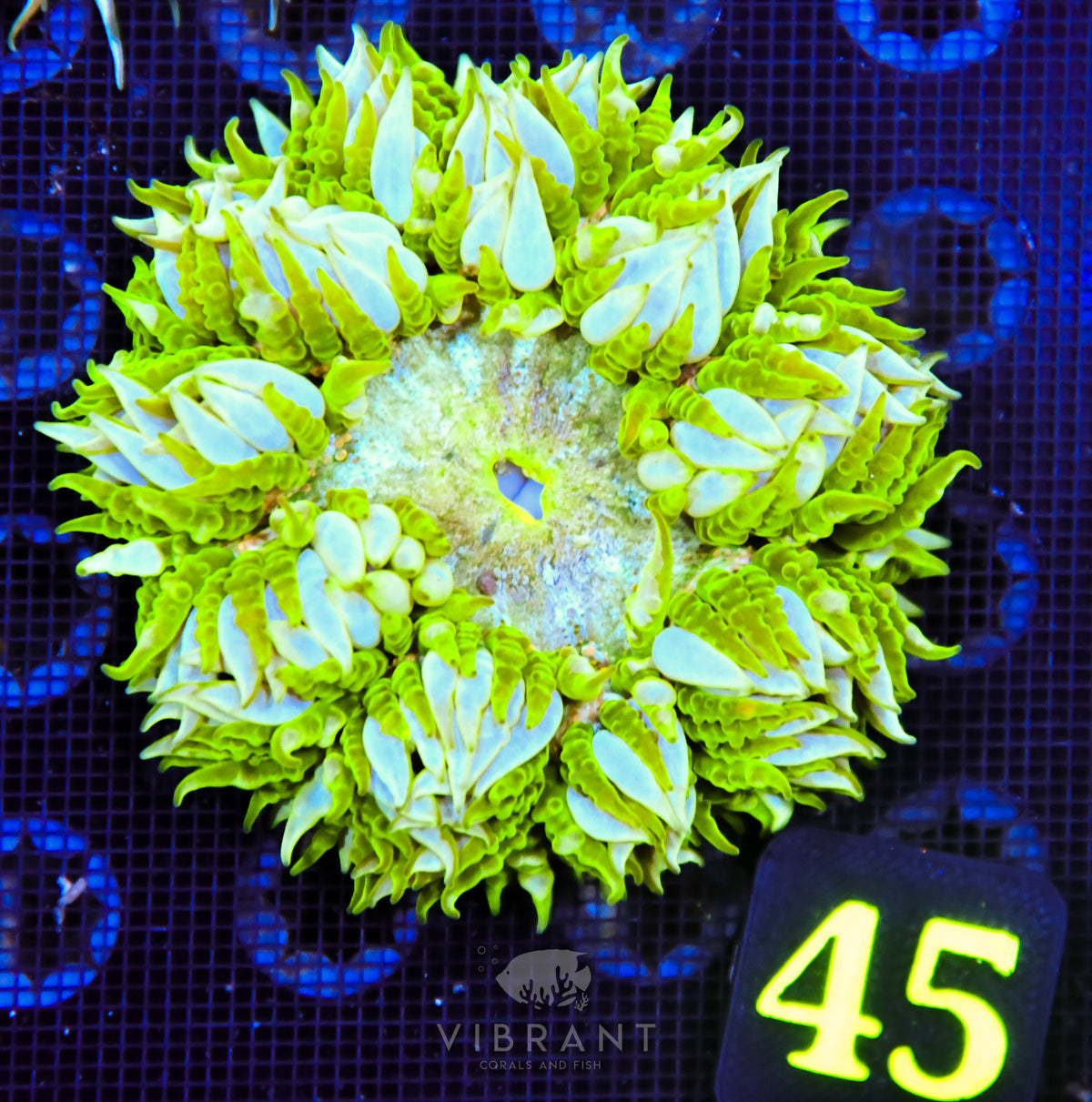 Rock Flower Anemone
