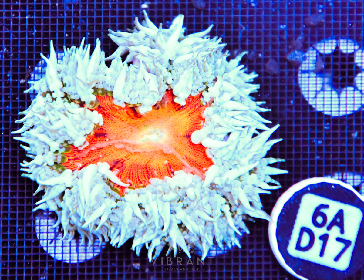 Rock Flower Anemone