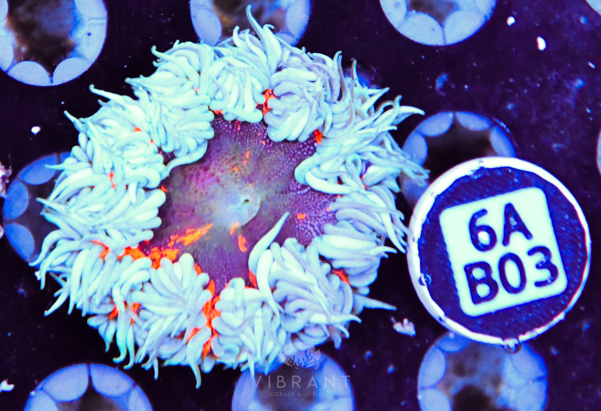 Rock Flower Anemone