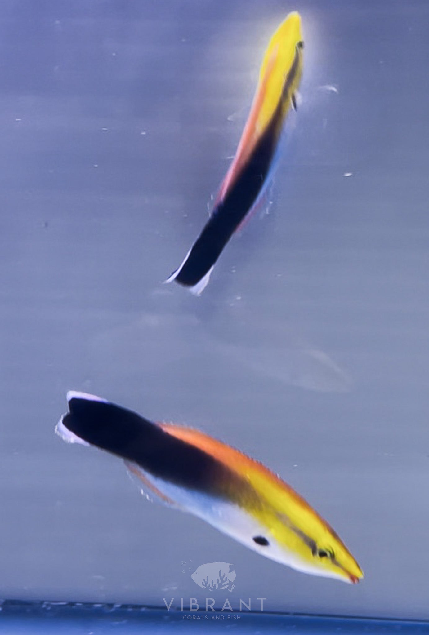 Rainbow Cleaner Wrasse (Labroides pectoralis)