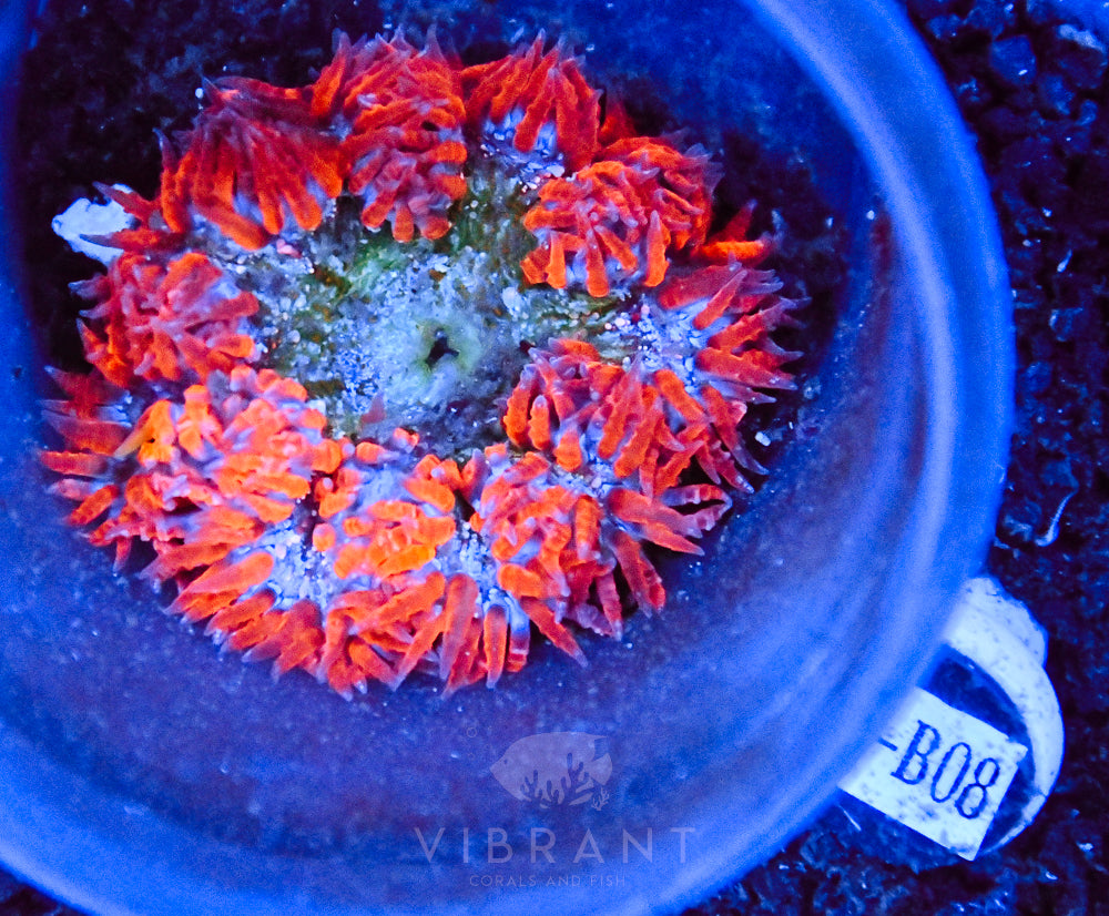 Rock Flower Ultra Anemone