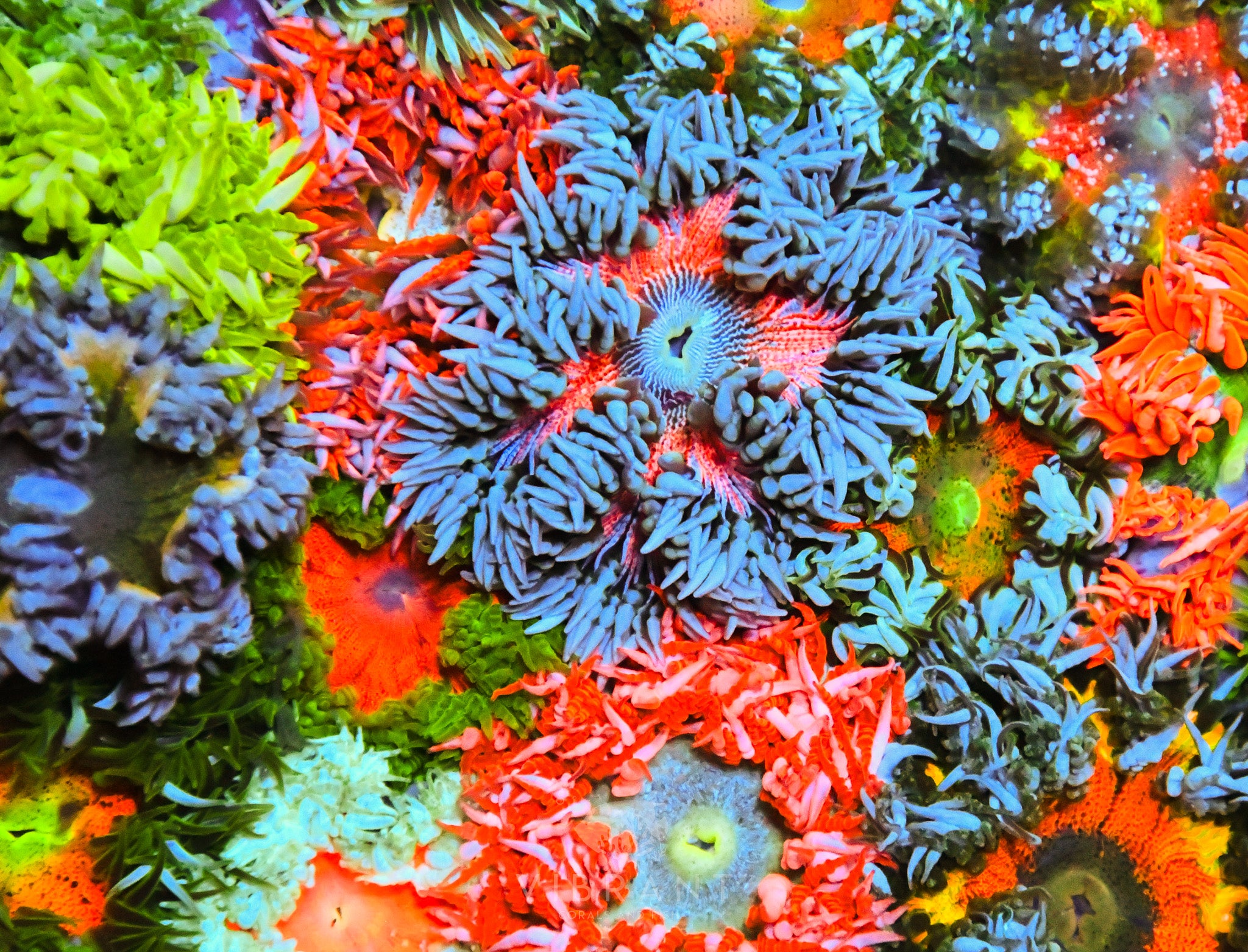 Rock Flower Anemone Pack 10pc sample