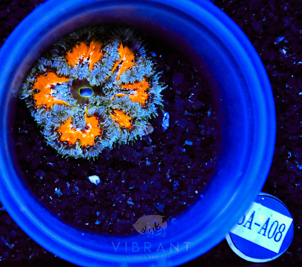 Rock Flower Anemone Ultra