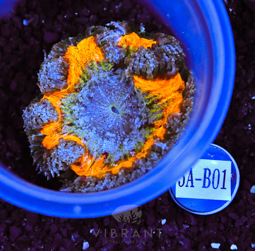 Rock Flower Anemone Ultra