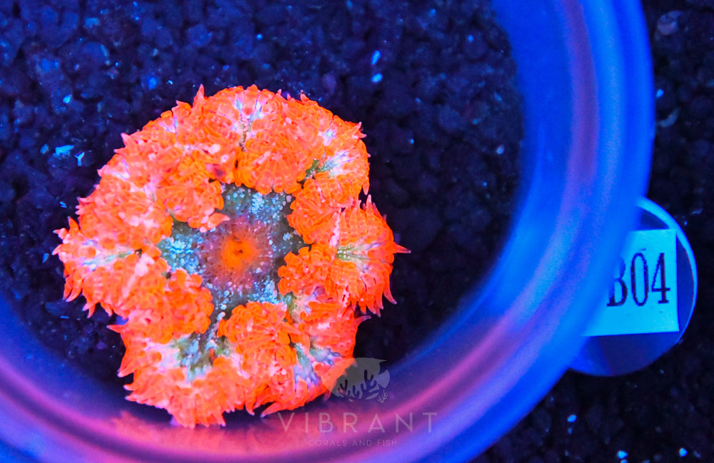 Rock Flower Ultra Anemone