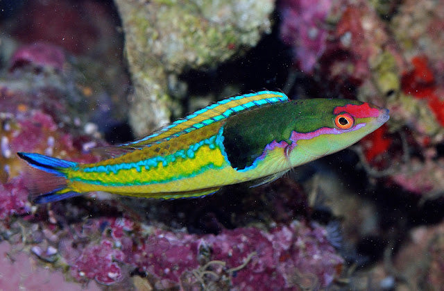 Royal Pencil Wrasse (Pseudojuloides severnsi)