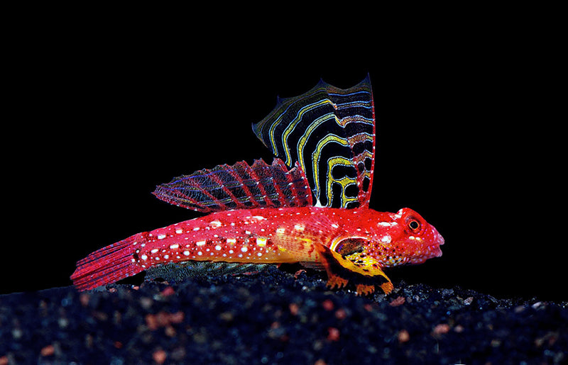 Ruby Red Dragonet (Synchiropus sycorax)