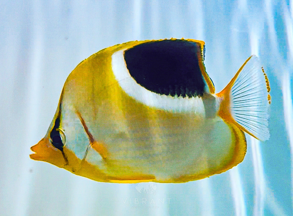 Saddleback Butterfly Fish 3” SAMPLE