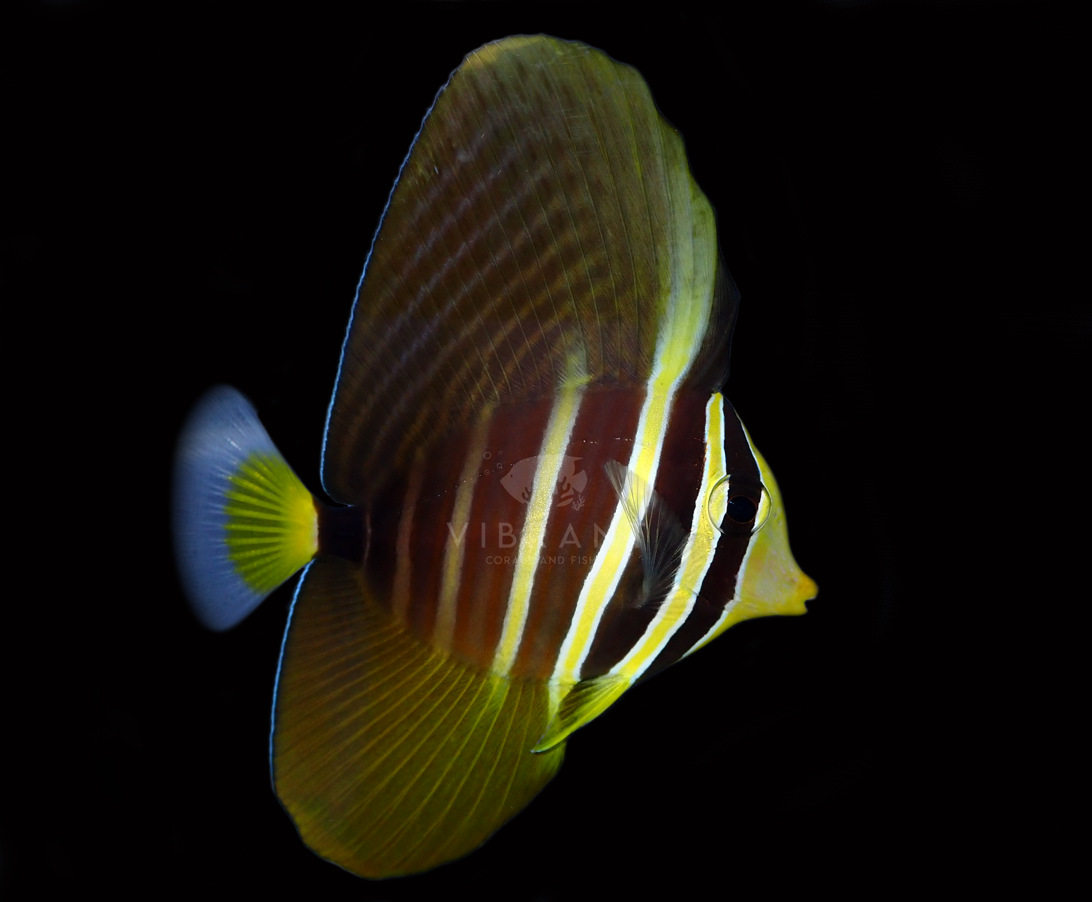 Sailfin Tang (Zebrasoma velifer)