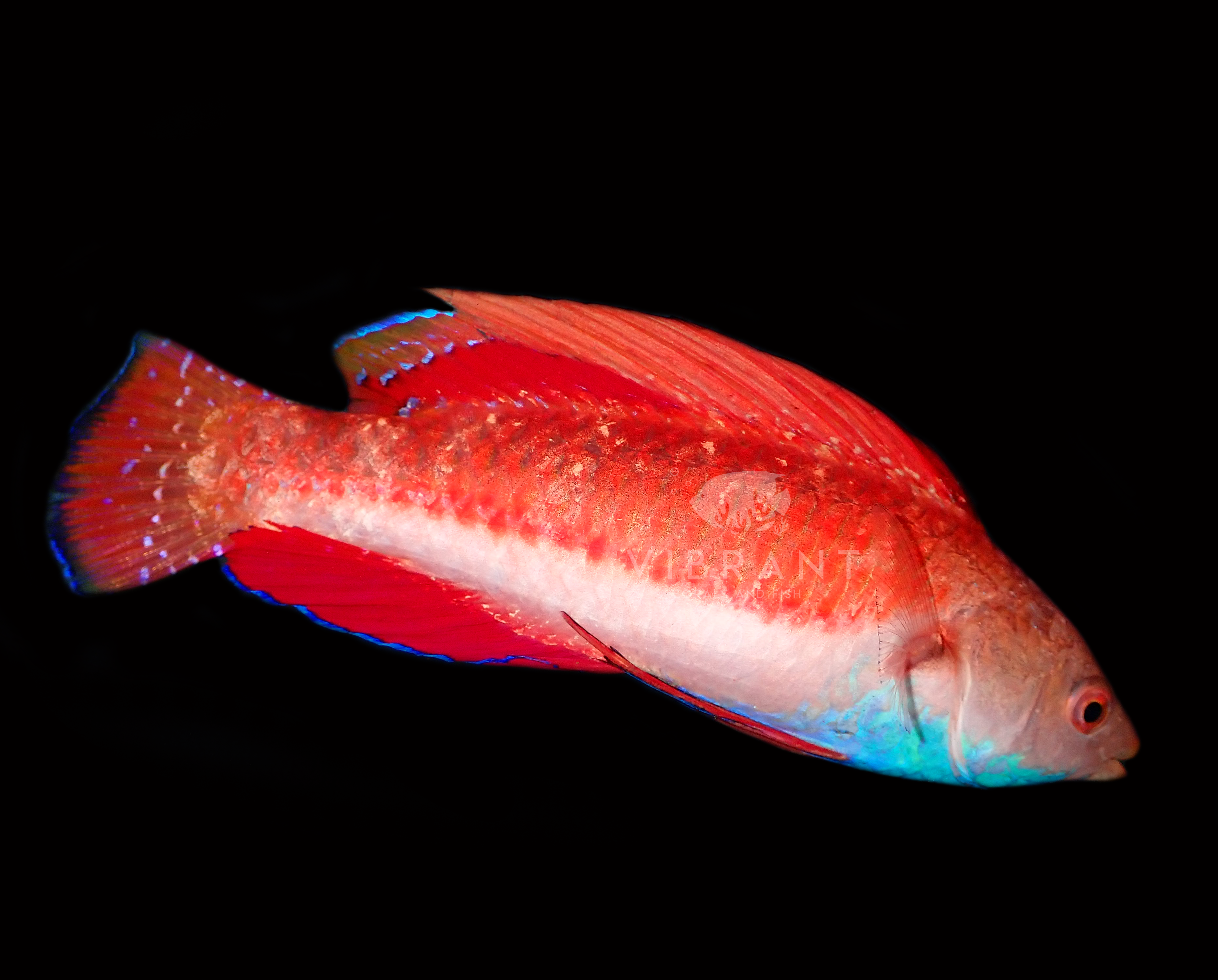 Sailfin Fairy Wrasse Male (Cirrhilabrus cyanogularis)
