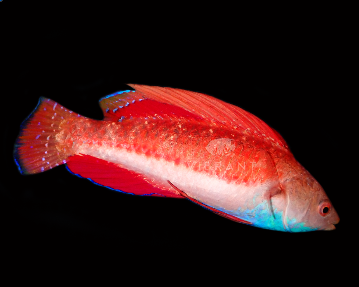 Sailfin Fairy Wrasse Adult (Cirrhilabrus cyanogularis)
