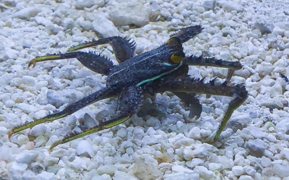 Sally Lightfoot crab (Grapsus grapsus)